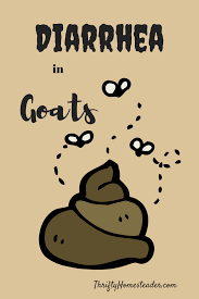 Diarrhea In Goats The Thrifty Homesteader In 2020 Goats Goat Health Diarrhea