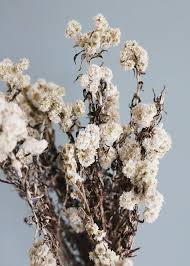 Shop Dried Flowers Afloral Com Natural Edelweiss Bunch In Cream Bunga Buket Wallpaper Ponsel