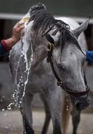 Check spelling or type a new query. Kentucky Derby 2021 Soup And Sandwich Hopes To Make A Splash