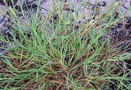 Image result for Cenchrus incertus