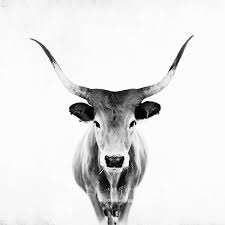 Black And White Animal Prints Framed Gallery Original Fine Art Photographic Prints By Ingrid Beddoes In 2020 Animals Black And White White Framed Art Cow Photography