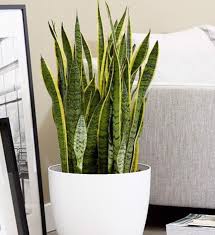 Image result for Sansevieria hyacinthoides