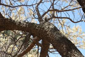Image result for Acacia nigrescens