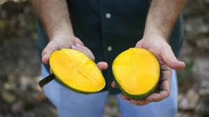 Maybe you would like to learn more about one of these? Mango Mania An Authentic Florida Road Trip Celebrating The Sunshine State S Unique Treasures