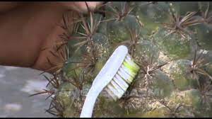 Find out what cactus pest you have and how to get rid of it. How To Remove Scale Insects From The Cactus Plants Youtube