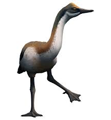 Small Bird With Long Legs And Long Beak Conflicto Antarcticus A Recently Named Waterfowl Bird From The Earliest Palaeocene Of Antarctica 65 64 Mya Standing Arou Slender Body Long Legs Prehistoric