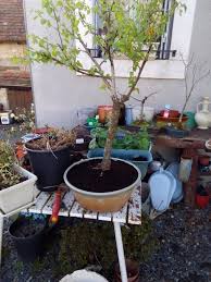 Top keywords % of search traffic. Mon Coin De Verdure Album Photos Mon Jardin