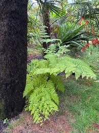 Image result for Hypolepis