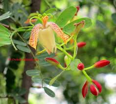 Tamarind Flower Tamarindus Indica Orchid Flower Flowers Trees To Plant