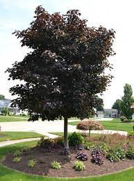 23 Landscaping Ideas With Photos Red Maple Tree Landscaping Maple Tree Landscape Red Maple Tree