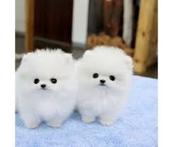 Find the perfect puppy for sale in both parents are certified on hips, eyes and hearts.pups. Gjdqr Teacup Pomeranian Puppies For Sale Pomeranian Puppy Teacup Pomeranian Puppy Pomeranian Puppy For Sale