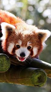 Best animal hd wallpapers of the world. Cute Baby Animal Wallpaper 55 Red Panda Wallpaper Phone 576x1024 Wallpaper Teahub Io