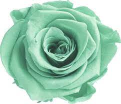 Scented flowers available online from award winning florists, the real flower company. Download Mint Transparent Flower Crown Mint Green Flower Png Png Image With No Background Pngkey Com