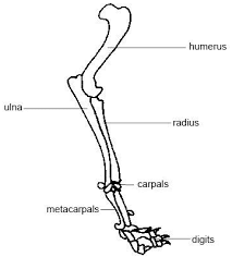 Labeling portions of a long bone learn with flashcards, games and more — for free. Course Environmental Science Class 5 Topic Bones And Muscles