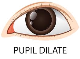 Image result for Pupil
