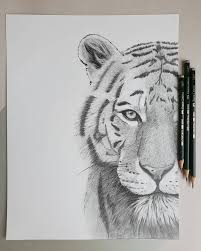 Figure Tiger Pencils Pencil Drawing Tiger Graphite Tiger Art Drawing Pencil Drawings Of Animals Animal Drawings Sketches