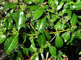Image result for Psydrax fragrantissima
