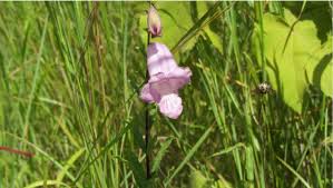 Image result for Sesamum angolense