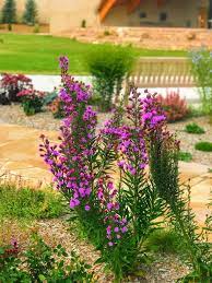 Often called a monarch magnet, this flower attracts these butterflies like no other! Blazing Star Meadow Gayfeather Liatris Ligulistylis Plant Select