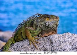 And sturdy a raised bed is ideal for cactus, because it helps ensure quick drainage, but hillside locations offer the same. Shutterstock Puzzlepix
