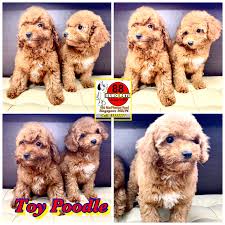 Toy Poodle Puppies For Sale Harrods Teddy Bear Poodle Puppies For Sale Toy Poodle Puppies Toy Poodles For Sale