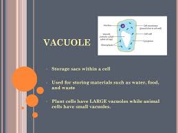 Animal cells have large vacuoles. Organelles Are Little Organs Ppt Download