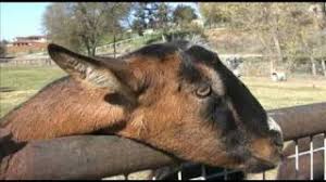 3 minit pa&ma kali ini berkongsi tip amalan pemakanan dan rangsangan yang patut dilakukan oleh ibu yang baru mengandung. Susu Kambing Higoat Untuk Ibu Mengandung Berbaloi Tau
