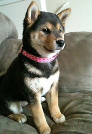 Black And Tan Shiba Inu Dachshund Mix Chika Shiba Inu From Daily Puppy Shiba Inu Shiba Inu Puppy Cute Animals