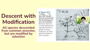 One of charles darwin's most revolutionary ideas was that all living things are related. Evolution And Speciation Youtube