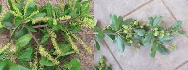 Image result for Pappea capensis