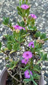 Image result for Triumfetta dekindtiana