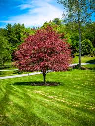 An established beech hedge up the street from me is looking in fine form! Tricolor Beech Tree Seeds 20 Seeds Tree Seeds Plants Seeds Bulbs