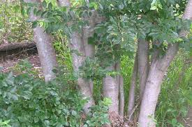 Image result for Celtis sinensis