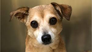 To help keep people and their pets together. Hurricane Florence Sends Dogs In Need Of Homes To Monmouth County Spca