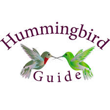 Hummingbird Facts 25 Amazing Facts About These Little Birds
