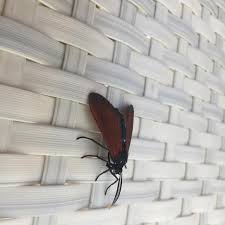 Image result for Empogona sp. A