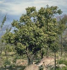 Image result for Brachychiton populneus