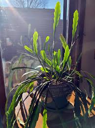 No matter the light conditions, there is a good. Lighting For Indoor Plants And Starting Seeds Umn Extension