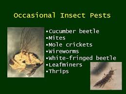 Effective mole cricket control requires monitoring your lawn for emerging adults in spring and proactively treating turf — before. Integrated Pest Management In Watermelon Camilla B Yandoc