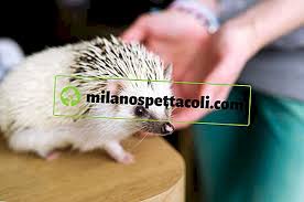Lo abbiamo scoperto leggendo un articolo molto interessante pubblicato da lettera43. Nomi Per I Ricci Di Terra