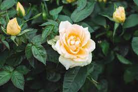 Below, i will explain the difference between a miniature rose bush and a. Miniature Roses Plant Care Growing Guide