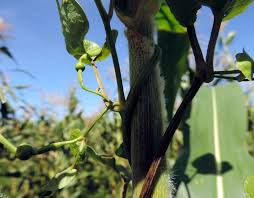 Image result for Aristolochia albida