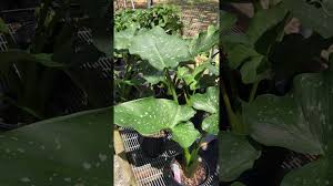 As the plant matures flowers will emerge and grow above the foliage. Zantedeschia Aethiopica Giant Calla Lily Youtube