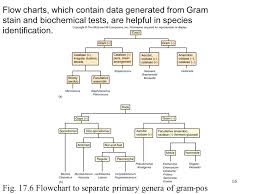 gram negative bacteria chart achievelive co