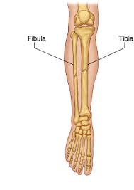 Image result for tibia fabula