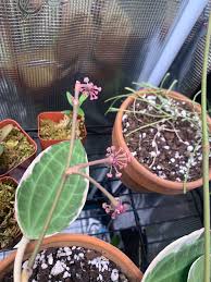 Image result for Carvalhoa macrophylla