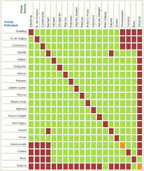 Pear Pollinating Chart Raintree Nursery Fruit Trees Pear