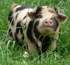 Named for its colour, which is a base of sandy brown with black patches, the breed is also sometimes called the plum pudding or oxford forest pig. related to the old berkshire and tamworth breeds, it is one of the oldest pigs native to britain. An Ungulate A Day Oxford Sandy And Black Pig Sus Scrofa Domesticus