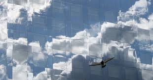 We did not find results for: How Can We Really Prevent Birds From Flying Into Our Windows Birdlife