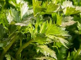 Maybe you would like to learn more about one of these? Tangkal Kanker Berikut Manfaat Dan Kandungan Dalam Daun Seledri Indozone Id